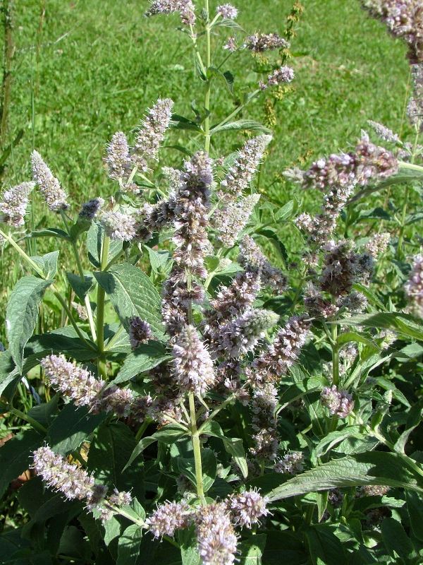 Mentha longifolia